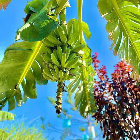 Kayezta Alacati
