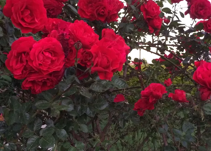 Kayezta Αλακάτι